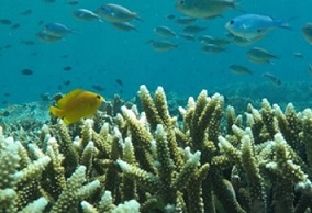 New study uses satellites and field studies to improve coral reef restoration. credit- Mongabay.com