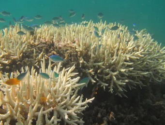 Marine heatwaves are now becoming more frequent and more severe with climate change. Corals are bleaching, as pictured here. Jodie Rummer, Author provided