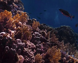 coral reefs. credit - © Nariman Mesharrafa / Unsplash
