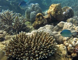 About 250 million people are directly dependent on coral reefs for their livelihoods. Photograph: Nick Graham/Lancaster University/PA