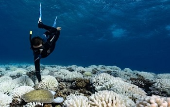 Bleached corals on a reef near the island of Moorea in French Polynesia in the South Pacific.Credit: Alexis Rosenfeld/Getty