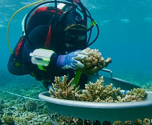 Underwater Arks Can Help Preserve the World’s Vital Coral Reefs. Credit - https://www.mars.com/