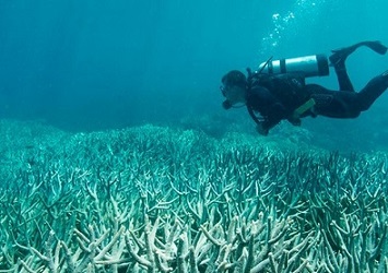 At least two-thirds of the Great Barrier Reef has been bleached under the extreme stress of marine heat waves. Image credit: The Ocean Agency/XL Catlin Seaview Survey.