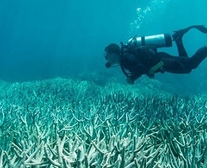 bleached corals. Credit: The Ocean Agency/XL Catlin Seaview Survey.