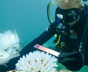 Genome research brings identification of heat-resilient corals a step closer. source - Australian Institute of Marine Science_Eric Matson