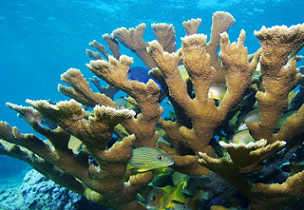 staghorn corals. credit - Doug Rader