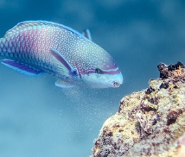 A violet-lined parrotfish scraping the reef substrate. Image by Victor Huertas.