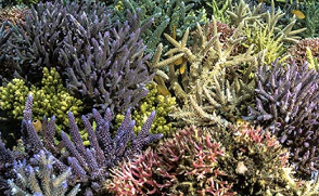 healthy and intact coral reef