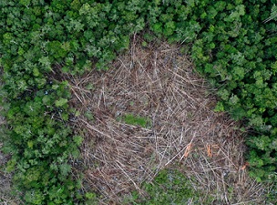 Deforestation in Borneo. Photo: Rhett A. Butler