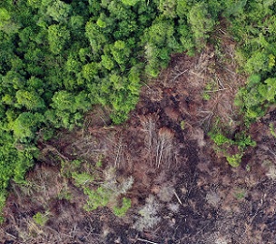 Deforestation in Borneo. Photo credit: Rhett A. Butler