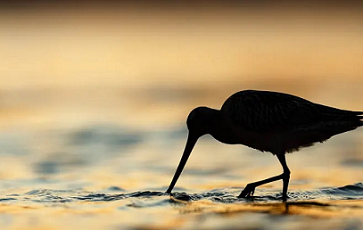 Shorebirds ‘show us a barometer of global health’. Photograph: Mario Suarez Porras/2018 Bird Photographer of the Year