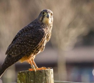 New Zealand falcons are making a comeback following years of persecution for killing chickens and domestic pigeons. Credit - NZ Department of Conservation