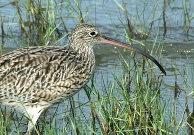A far eastern curlew. Image by Michelle Ward.