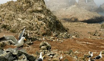 Gulls nest near the North Landing area of the Farallon Islands national refuge. Photograph: Ben Margot/AP