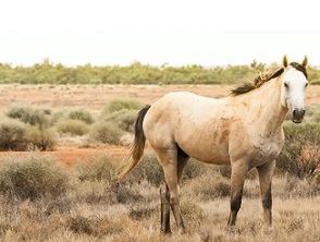 Feral horses cause extensive damage to fragile ecosystems. Shutterstock