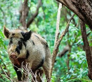 A feral Pig. Image credit: Tui De Roy / Roving Tortoise Photos 