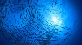 ocean ecosystems