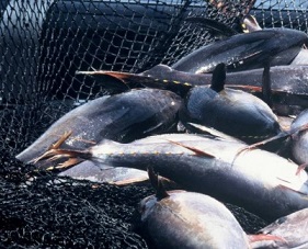 Tuna contributes about US$42BN to the global economy, with a significant chunk of that caught in the Pacific Ocean. credit - WWF
