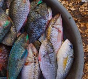 Labuan Bajo fish market in Indonesia. Photo - Rhett A. Butler