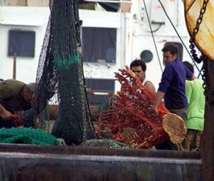A picture supplied by Greenpeace of coral being pulled up by a trawler. Photo: Greenpeace