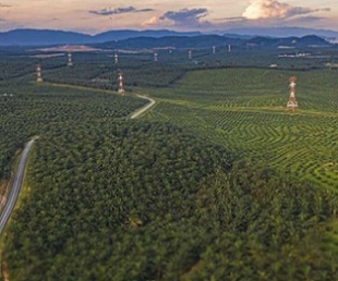 A palm oil plantation in Malaysia. Credit: Shutterstock