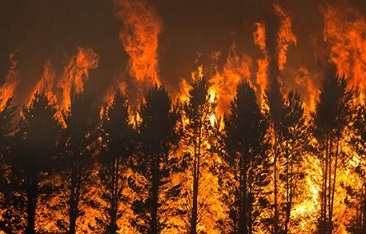 The Dunn’s Road fire burns pine trees near Maragle, New South Wales, on 10 January. Credit: Matthew Abbott/New York Times/Redux/eyevine