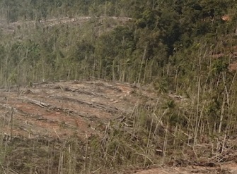 Land clearing by Digoel Agri. Image courtesy of Pusaka.