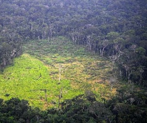 Swathes of forest continue to be flattened each year mainly due to industrial-scale agriculture. Source - https://phys.org/