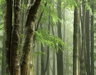 forest. Credit: CC0 Public Domain