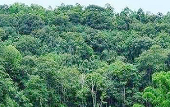 Forest loss slows globally as sustainable management grows