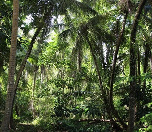 Forest, Ritidian Point, Guam. Source - www.flickr.com