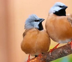 The black-throated finch – ‘a clear example of threatened species that need habitat to be protected in perpetuity.’ Photograph: Markus Mayer/Alamy Stock Photo/Alamy Stock Photo