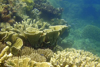 A healthy coral reef community on Heron Island in the Great Barrier Reef. Photo Credit: Ove Hoegh-Guldberg at Oregon State University on Wikimedia Commons.