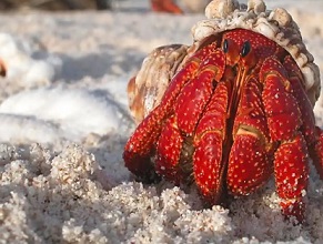 Microplastics disrupt hermit crabs' ability to choose shell, study suggests