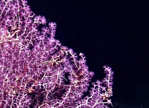 A white branched octocoral with purple polyps and brittle stars. Universal History Archive/Universal Images Group/Getty Images