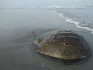 An Atlantic horseshoe crab lies on the beach in Stone Harbor, New Jersey, not far from Delaware Bay. PHOTOGRAPH BY JOEL SARTORE, NAT GEO IMAGE COLLECTION