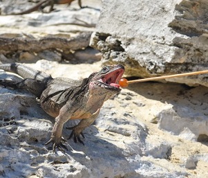 A tourist feeds a grape to a rock iguana in the Bahamas. Researchers are studying whether the absence of tourists because of the pandemic is affecting iguana health. SPENCER B. HUDSON