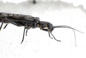 An adult female western glacier stonefly from the Grinnell glacier in Glacier national park, Montana, US. It is endangered because climate change is melting the glaciers. Photograph: Joe Giersch/AP