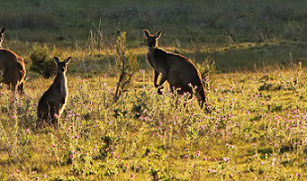 Grazing from kangaroos affects vulnerable native species. Tom Hunt, Author provided