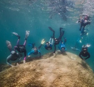 There are now calls for the four-century-old coral to be monitored and the Great Barrier Reef to be protected given the threats from climate change. Photograph: Richard Woodgett