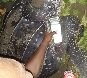 One of the Ranger at Haevo Khulano Integrated Conservation Jonas Havimana conducted DNA test on one of the Leatherback turtles as she lays her eggs. Photo-IAN KAUKUI