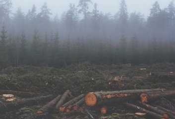 logged forest