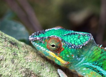 A male panther chameleon (Furcifer pardalis).Image by Rhett A. Butler