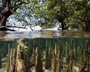 Mangrove forests, such as this one in Bunaken Island, Indonesia, have the potential to store three to five times more carbon per acre than other tropical rainforests. Credit - Getty Images ifish