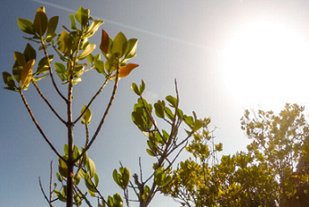 Young mangrove trees. Credit: Mwangi Kirubi/TNC/FFI