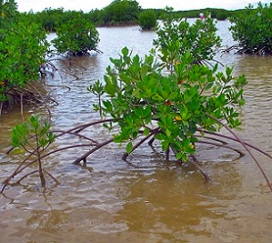 mangroves, Tikina Wai, Fiji. Credit - V. Jungblut