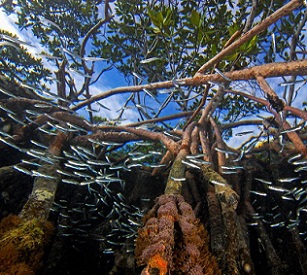The stilt-like roots of mangroves provide complex habitats for a variety of nearshore species, including fish. Photo by Christian Ziegler/Minden Pictures