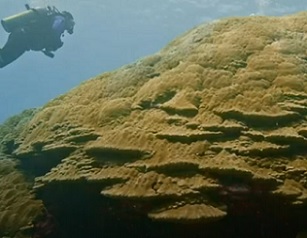 Massive Coral Colony Found in American Samoa. Credit - NOAA