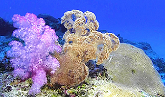 soft corals (Dendronephthya spp.) were photographed at 148 feet in American Samoa.  [photo: Anthony Montgomery, under Creative Commons License]