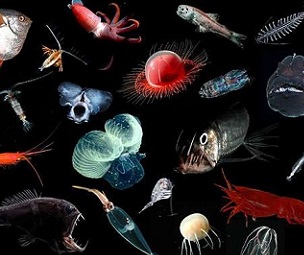 ome of the midwater animals that could be affected by deep-sea mining include squids, fishes, shrimps, copepods, medusae, filter-feeding jellies, and marine worms. Credit: E. Goetze, K. Peijnenburg, D. Perrine, Hawaii Seafood Council (B. Takenaka, J. Kaneko), S. Haddock, J. Drazen, B. Robison, DEEPEND (Danté Fenolio), and MBARI